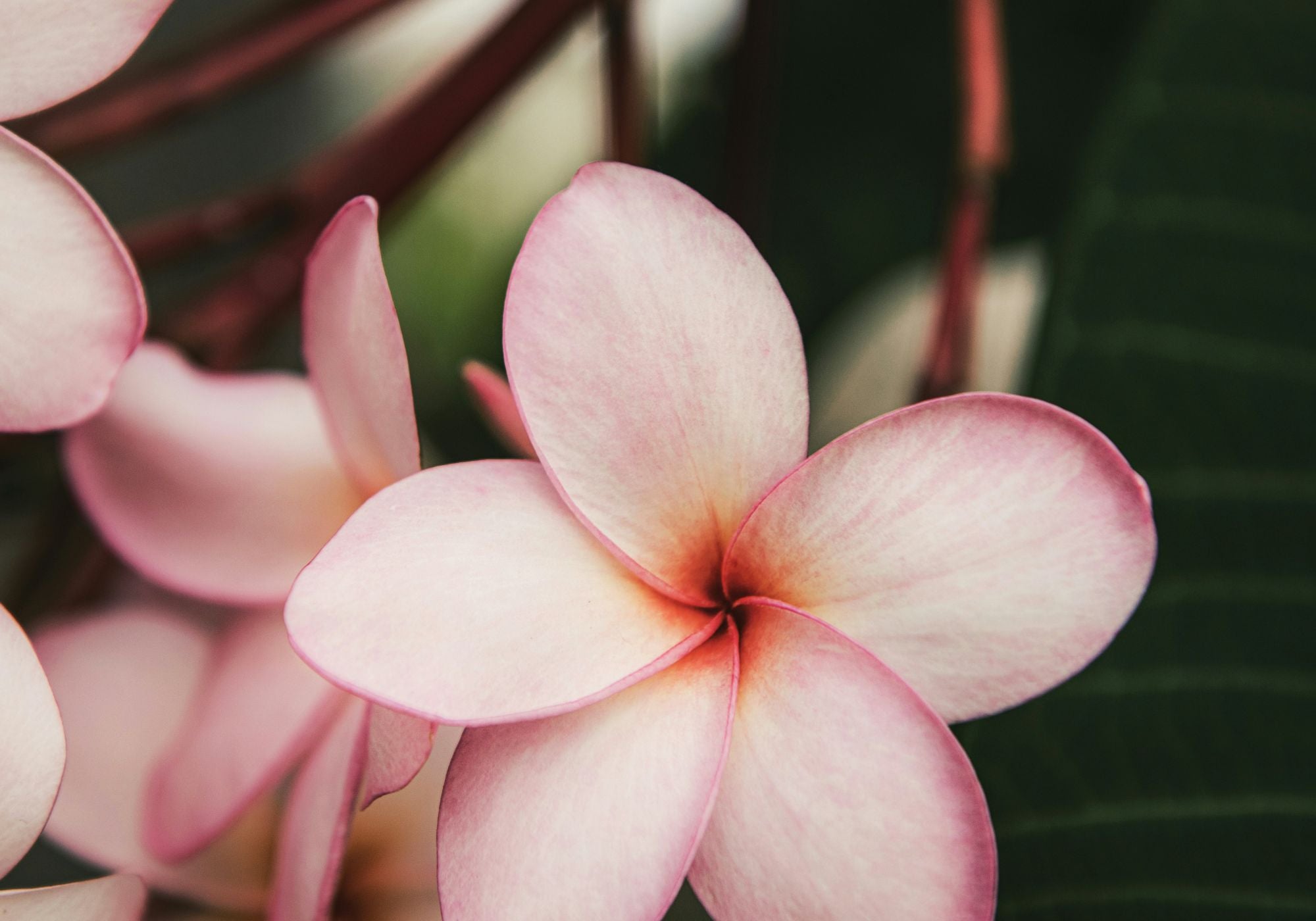 Macro shot of a pink frangipani plumeria flower representing botanical haircare ingredients